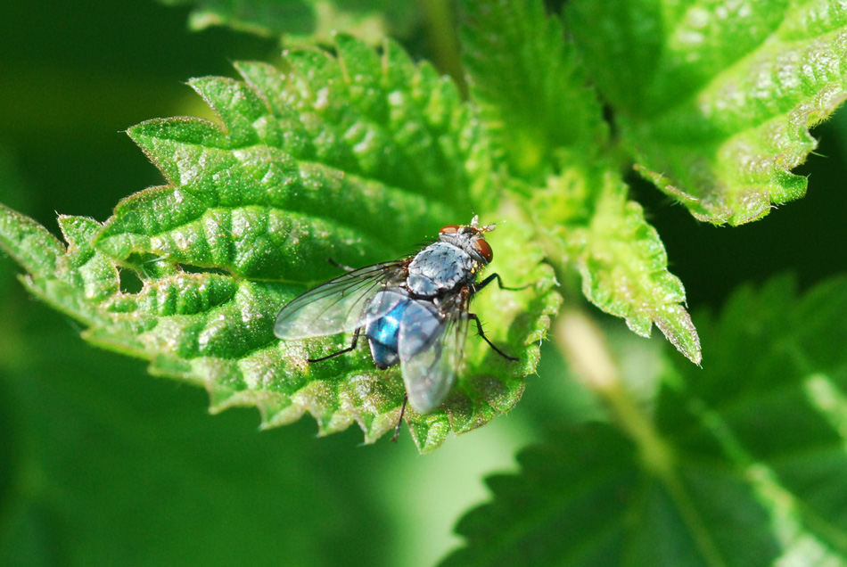 mosca azzurra